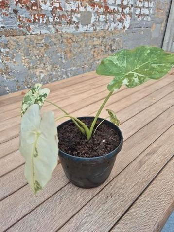 alocasia macrorrhiza variegata beschikbaar voor biedingen