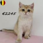 Britse Korthaar Golden Shaded - Belgisch kittens te koop, Meerdere dieren, Gechipt, 0 tot 2 jaar