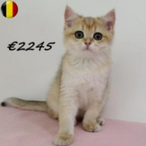 Britse Korthaar Golden Shaded - Belgisch kittens te koop, Dieren en Toebehoren, Katten en Kittens | Raskatten | Korthaar, Meerdere dieren