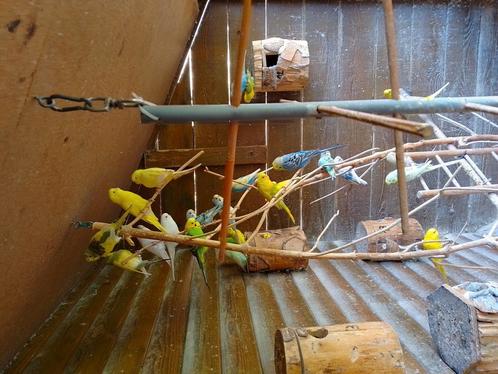 Verschillende kleuren jonge kweekrijpe grasparkietjes, Dieren en Toebehoren, Vogels | Parkieten en Papegaaien, Parkiet, Meerdere dieren