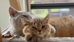 Brits korthaar kitten, Dieren en Toebehoren, Poes, Gechipt, 0 tot 2 jaar