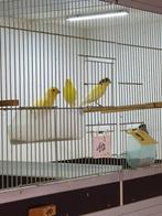 Timbrados, Dieren en Toebehoren, Vogels | Kanaries