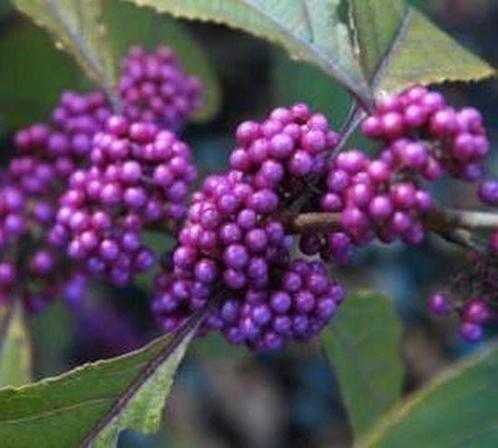 Schoonvrucht, Tuin en Terras, Planten | Struiken en Hagen, Ophalen