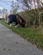 2 super kleine mini paardjes te koop, Dieren en Toebehoren, Merrie