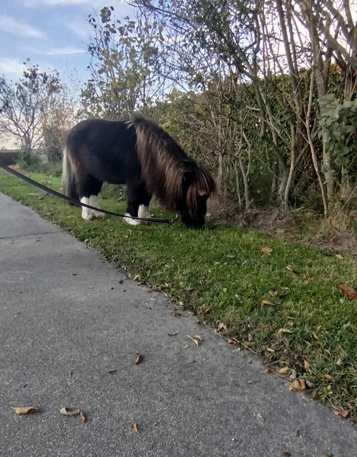2 super kleine mini paardjes te koop, Dieren en Toebehoren, Paarden en Pony's | Dekhengsten en Fokmerries, Merrie