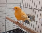 Oranje kanarie pop te koop, Januari, Vrouwelijk