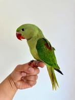 Alexander papegaai, Dieren en Toebehoren, Vogels | Parkieten en Papegaaien, Papegaai
