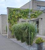 Siergras Panicum virgatum Northwind, Ophalen