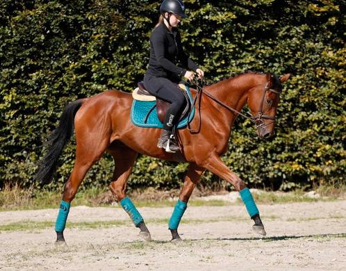 Fantastisch leuk en braaf paard! ️, Dieren en Toebehoren, Paarden, Ruin, B, 165 tot 170 cm, 3 tot 6 jaar, Springpaard, Met stamboom
