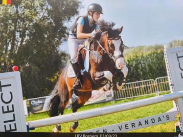 Spring pony te koop beschikbaar voor biedingen