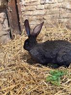 Reuzenkonijn mannelijk, Mannelijk