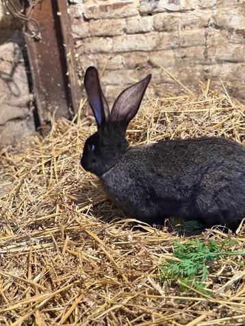 Reuzenkonijn mannelijk beschikbaar voor biedingen