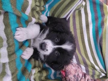 Lieve border collie teefjes  beschikbaar voor biedingen