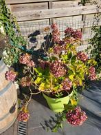 Hortensia, Tuin en Terras, Planten | Tuinplanten, Ophalen