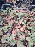 Geum 'Lisanne', Enlèvement, Plante fixe