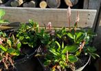 Persicaria Bodembedekker roze bloem vaste tuinplant, Ophalen of Verzenden, Zomer, Vaste plant, Bodembedekkers