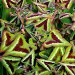 persicaria purple fantasy, Overige soorten, Vaste plant, Ophalen of Verzenden, Halfschaduw