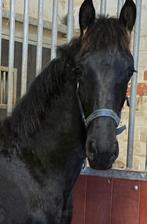 Geweldig mooi barock pinto hengstveulen ,glamourdale bloed, Dieren en Toebehoren, Gechipt, Niet van toepassing, Dressuurpaard