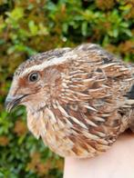 Japanse kwartels (ook losse hennen), Meerdere dieren, Overige soorten