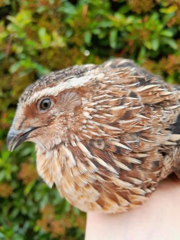Japanse kwartels (ook losse hennen) beschikbaar voor biedingen