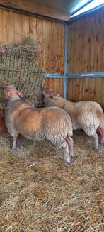 Rouge de l'Ouest rammen, Dieren en Toebehoren, Schapen, Geiten en Varkens, Mannelijk, Schaap, 0 tot 2 jaar