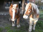 vosse trekpaard merries, Dieren en Toebehoren, Merrie, 0 tot 2 jaar, Onbeleerd, Gechipt