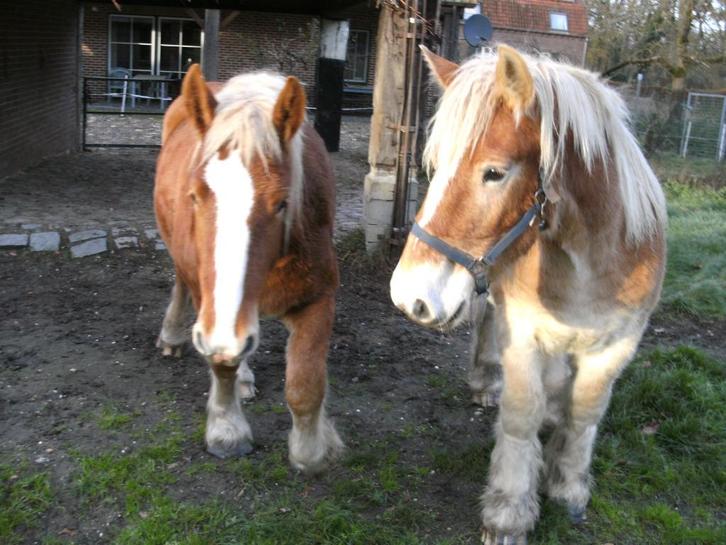 vosse trekpaard merries, Dieren en Toebehoren, Paarden, Merrie, Onbeleerd, 160 tot 165 cm, 0 tot 2 jaar, Tuigpaard, Met stamboom