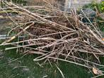 Aanmaakhout - vlierboom, Tuin en Terras, Brandhout, Minder dan 3 m³, Ophalen, Overige houtsoorten, Takken
