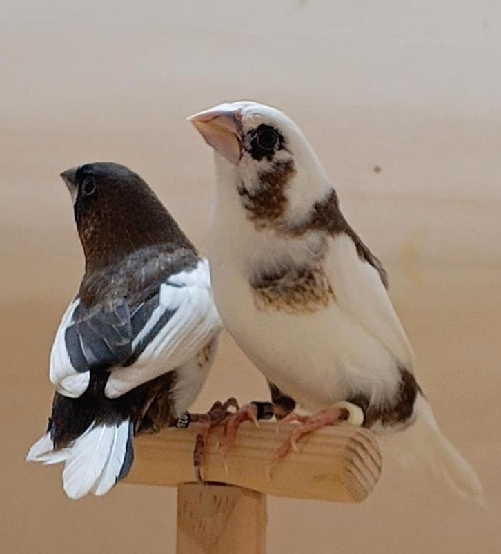 3 koppels japanse meeuwtjes, Dieren en Toebehoren, Vogels | Overige Vogels, Tropenvogel, Meerdere dieren, Tam, Geringd