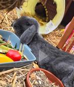 Gratis hangoor rammelaar, Dieren en Toebehoren, Groot