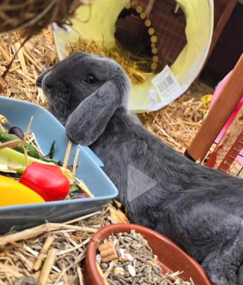 Gratis hangoor rammelaar, Dieren en Toebehoren, Konijnen, Groot