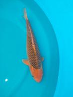 Koi, Dieren en Toebehoren