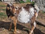 Choco tan bont hermelijn dekbok, Dieren en Toebehoren, Schapen, Geiten en Varkens