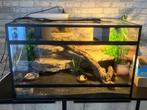 Terrarium met dwergbaardagaam, Dieren en Toebehoren, Reptielen en Amfibieën, 7 tot 10 jaar, Met terrarium, Amfibie