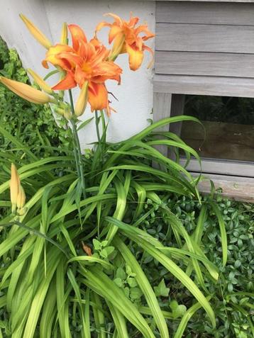 planten Hemerocalis/daglelie beschikbaar voor biedingen