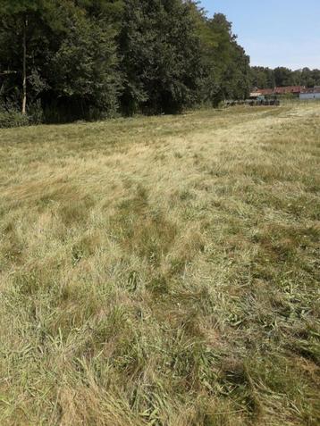 Pension chevaux en prairie beschikbaar voor biedingen