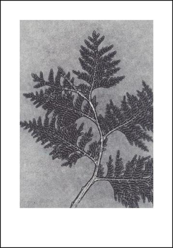 Ingekaderde botanische art print Pernille Folcarelli beschikbaar voor biedingen