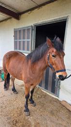 D pony 18j, Vermifugé, 11 ans ou plus, Hongre, Poney de récréation
