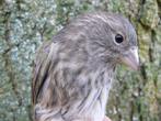 MEXIKAANSE ROODMUS X KANARIE, Femelle, Oiseau chanteur sauvage, Bagué