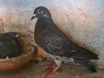 Kleurpostduif, Animaux & Accessoires, Oiseaux | Oiseaux Autre