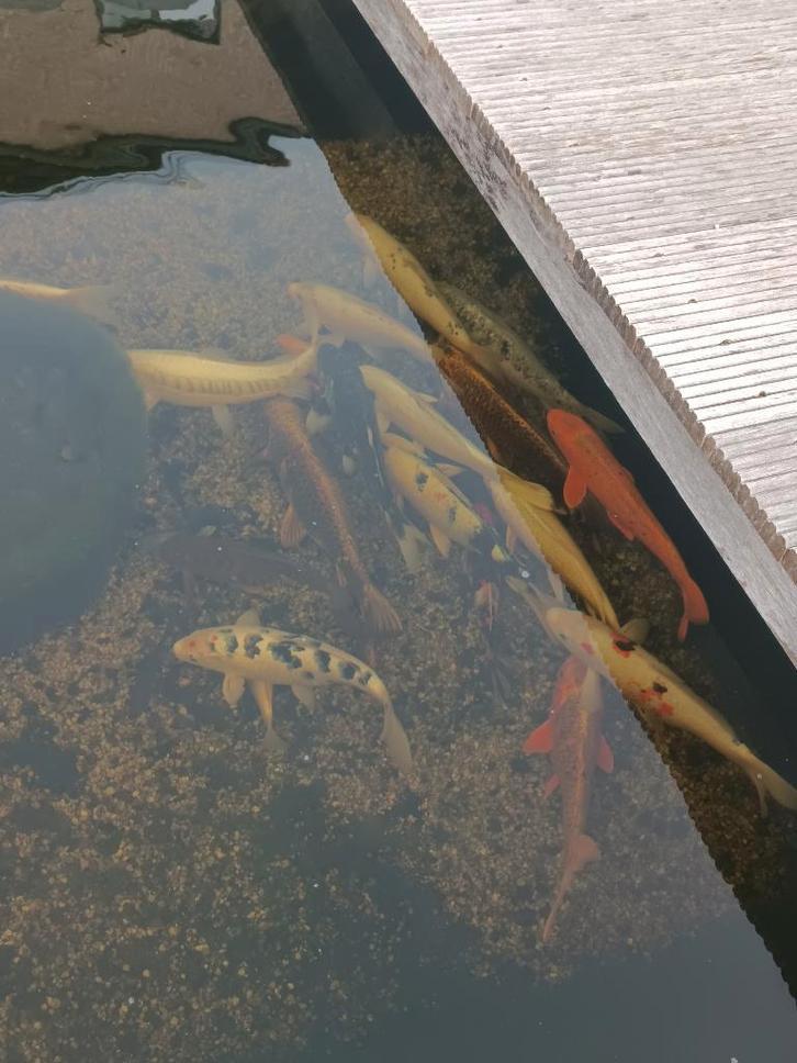Koi's en Karpers te koop, Dieren en Toebehoren, Vissen | Vijvervissen, Karper of Koi