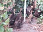 Loopeenden, Plusieurs animaux, Canard