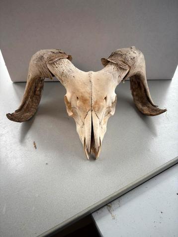Schedel ram, skelet, bot, dier, vintage, beest, schaap,, Envoi, Comme neuf, Crâne