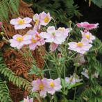 Anémone rose, Tuin en Terras, Planten | Tuinplanten, Ophalen