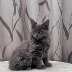 Maine Coon Kittens, Plusieurs animaux, Avec pedigree, 0 à 2 ans