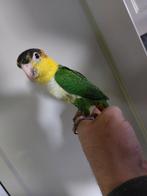 Groendij caique pop 2024 handtam, Dieren en Toebehoren, Vogels | Parkieten en Papegaaien