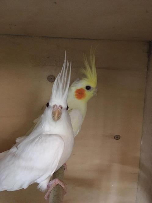 HALF TAMME VALKPARKIETEN: LUTINO - WITTE VANAF 60 EURO, Dieren en Toebehoren, Vogels | Parkieten en Papegaaien, Parkiet, Meerdere dieren