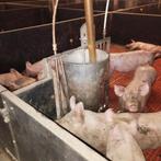 Loonkweekstal voor varkens gevraagd, Varken