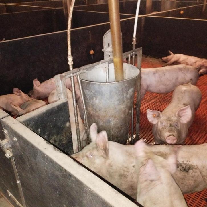 Loonkweekstal voor varkens gevraagd, Dieren en Toebehoren, Schapen, Geiten en Varkens, Varken
