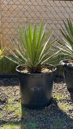 Yucca Filifera, Tuin en Terras, Ophalen